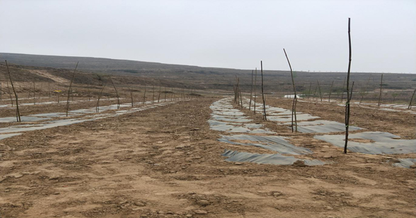 通渭县陇山镇2018年苹果产业造林现场 1 1.jpg