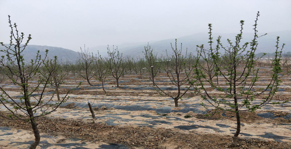 通渭县陇川镇苹果产业基地 2 1.jpg